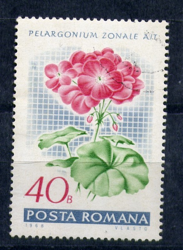 Pelargonium zonale