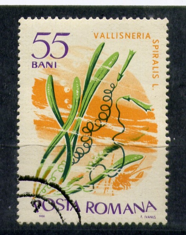 Vallisneria spiralis l.