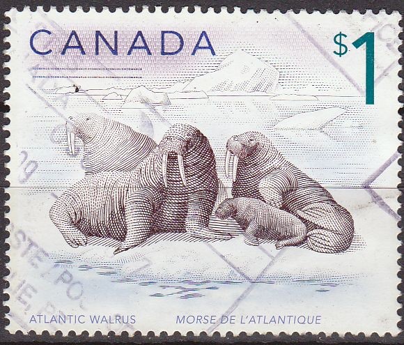 CANADA 1999 Scott 1697 Sello Animales Atlantic Walrus Morsa del Atlántico Usado