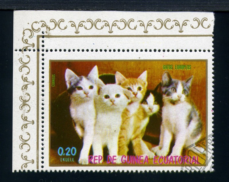 Gatos europeos