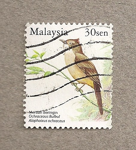 Ochraceous bulbul