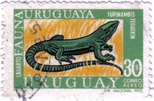 Lagarto fauna. Uruguay