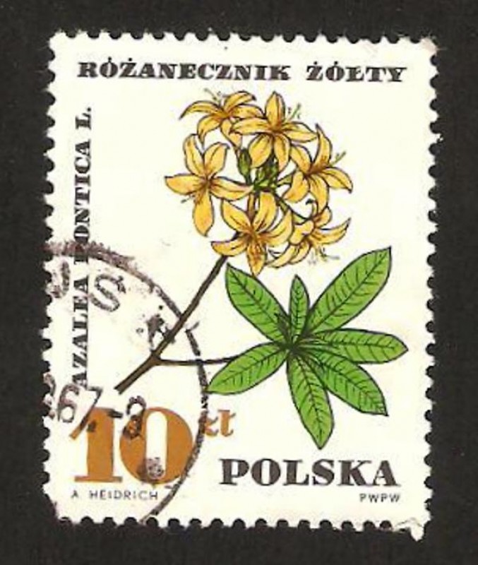 Flor azalea pontica