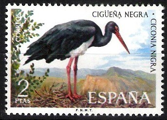 Fauna hispánica. Cigüeña negra.