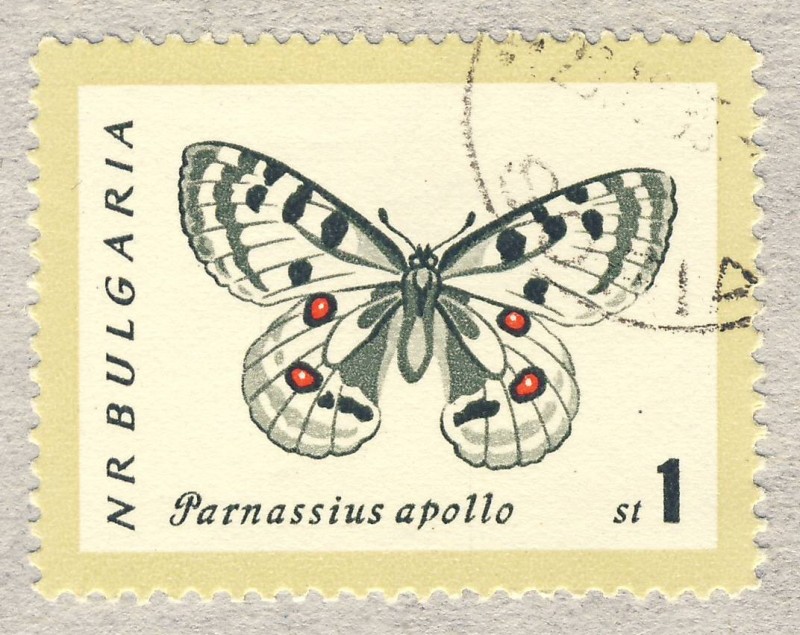 Parnassius apollo st1 1962