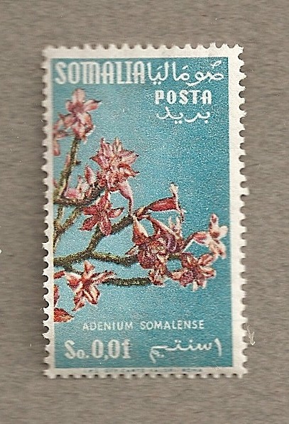 flor Adenium somaliense