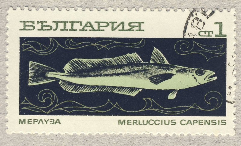 merluccius capensis