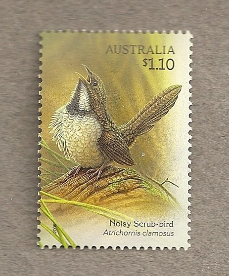 Aves endémicas de Australia