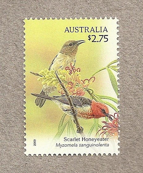 Aves endémicas de Australia