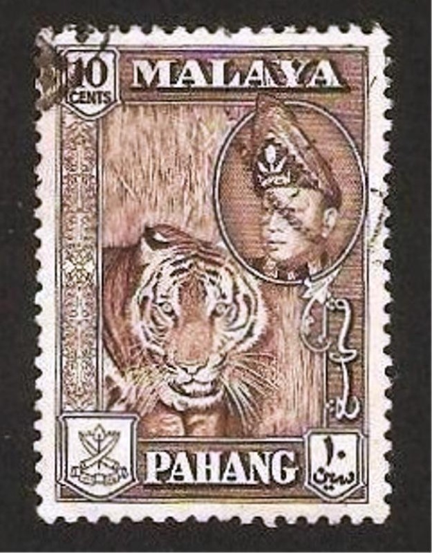 tigre, pahang