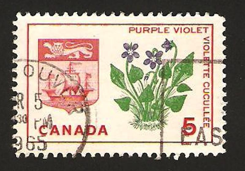 violeta