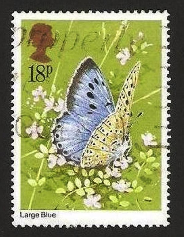 mariposa, large blue