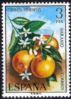 Flora,Naranjo, Citrus sinensis.