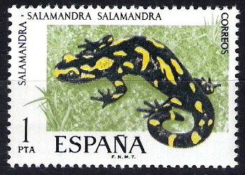 2272 Fauna hispánica. Salamandra.