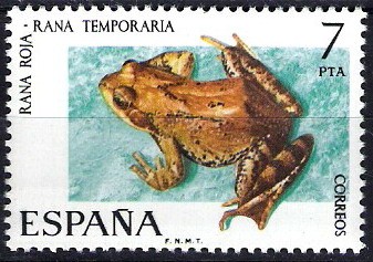2276 Fauna hispánica. Rana roja.