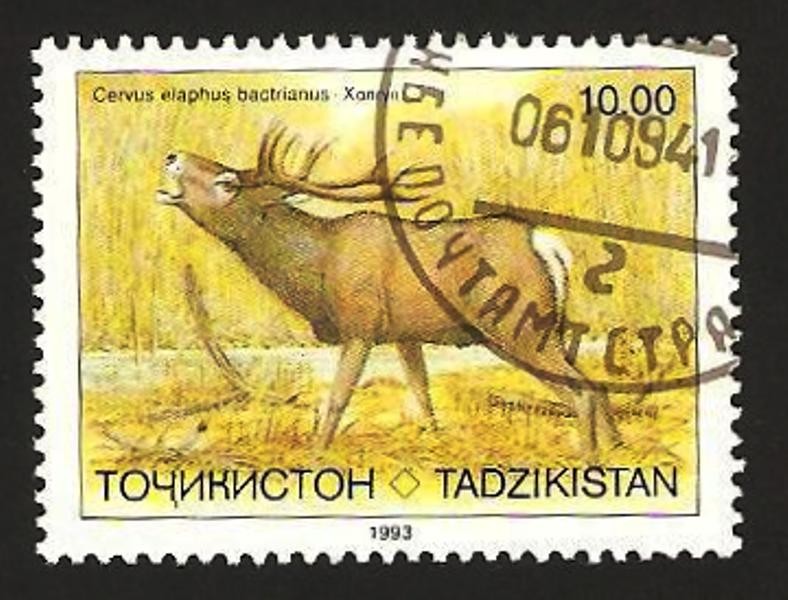 fauna, cervus elaphus bactrianus