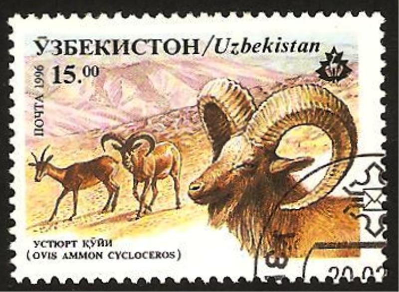 ovis ammon cycloceros