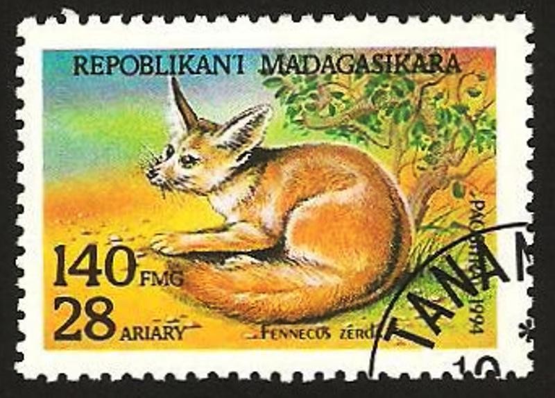 fauna, fennecus zerda
