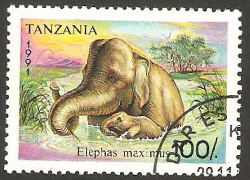 elefante