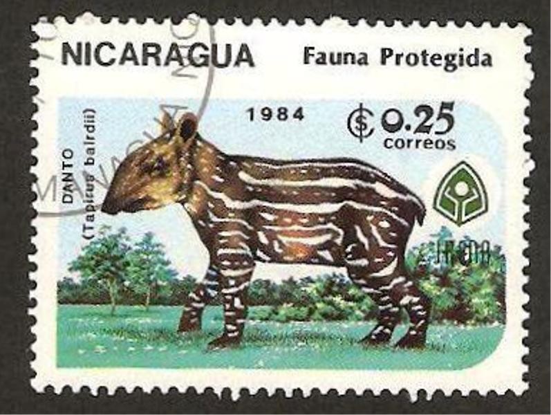 fauna, danto (tapirus bairdii)