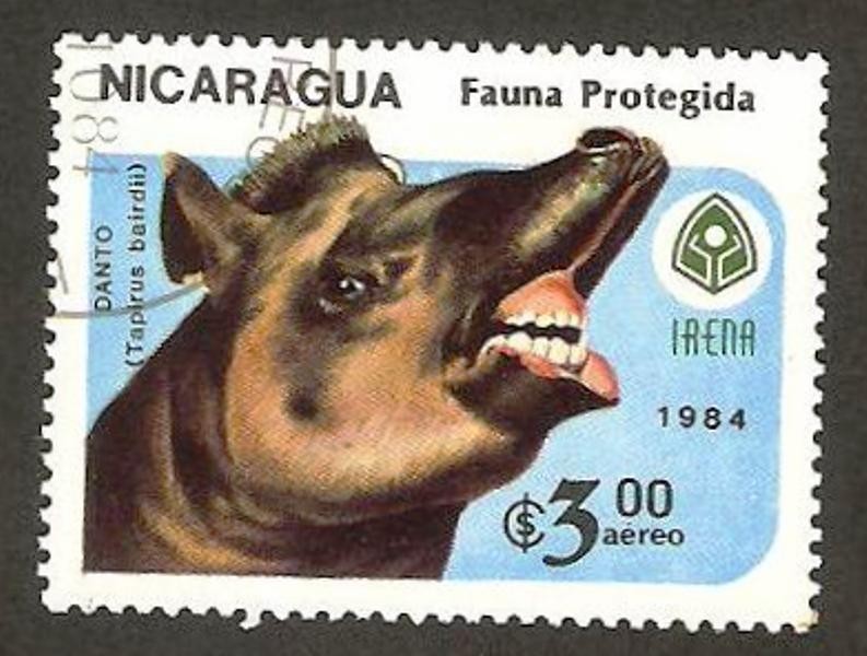 fauna, danto (tapirus bairdii)