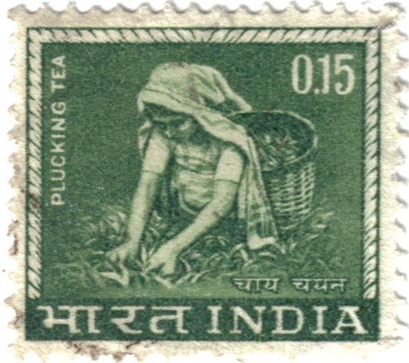 Recogida de la hoja de té