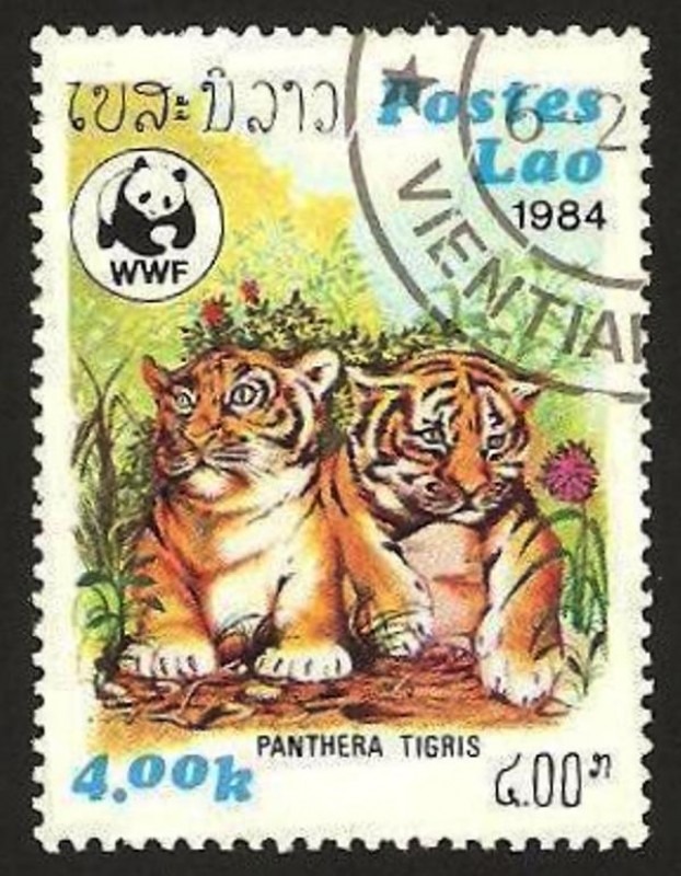 pantera tigre