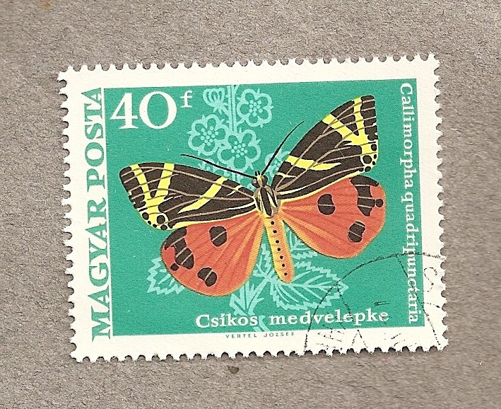 Mariposa Callimorpha quadripunctata