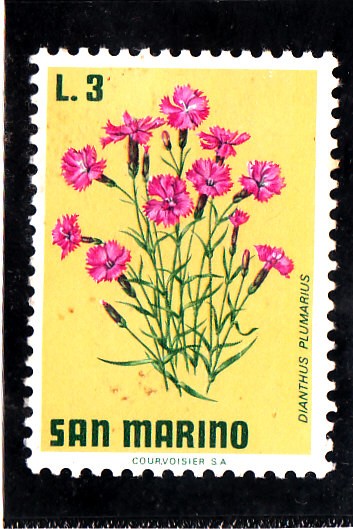 DIANTHUS PLUMARIUS