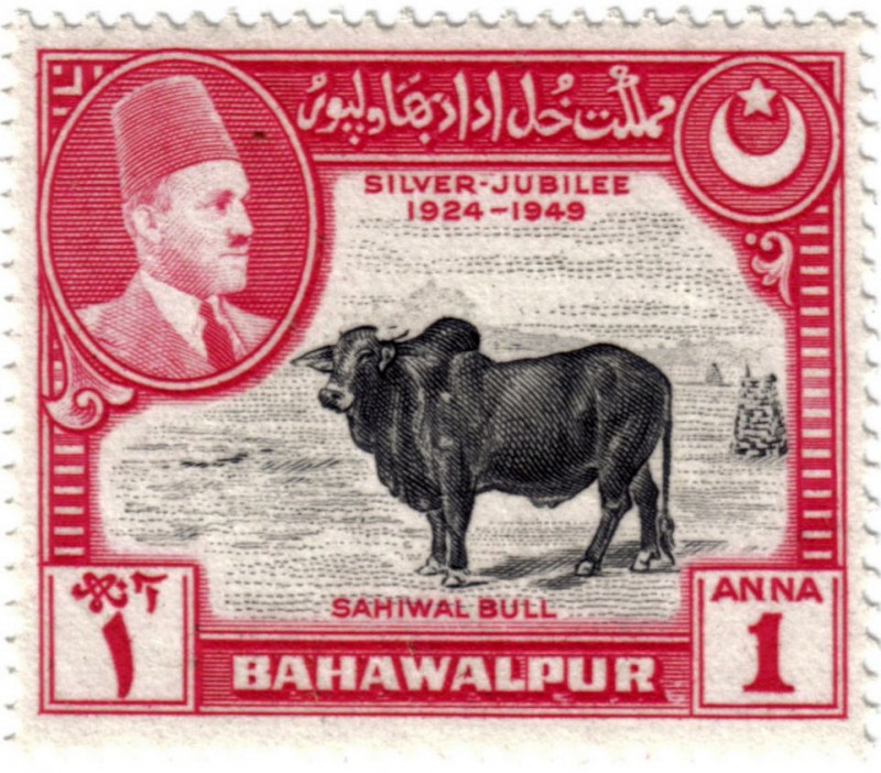 Bodas de plata  1924-1949. Gran toro Sahiwal