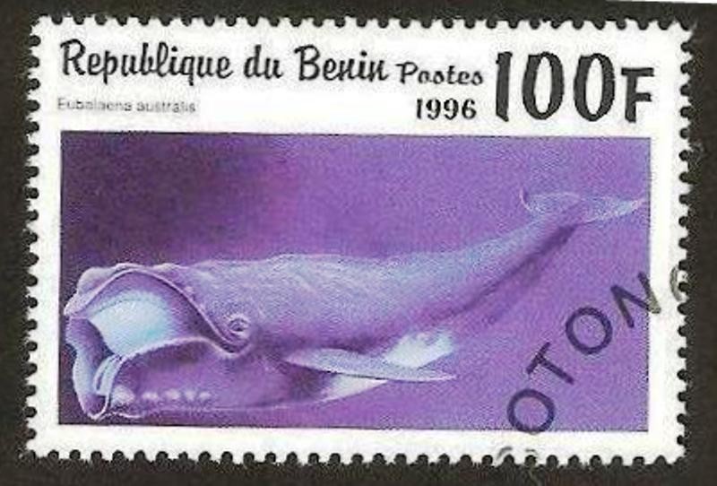 cetaceo