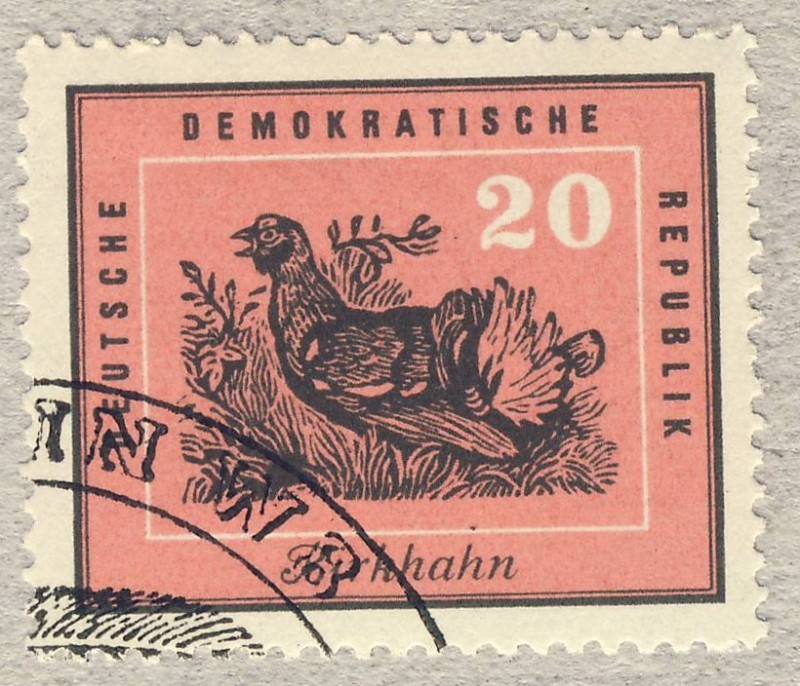 DDR Birkhahn