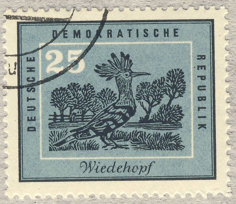 DDR Wiedehopf  Abubilla