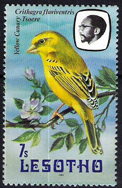 Aves. Canario amarillo. Crithagra flaviventris Tsoere.