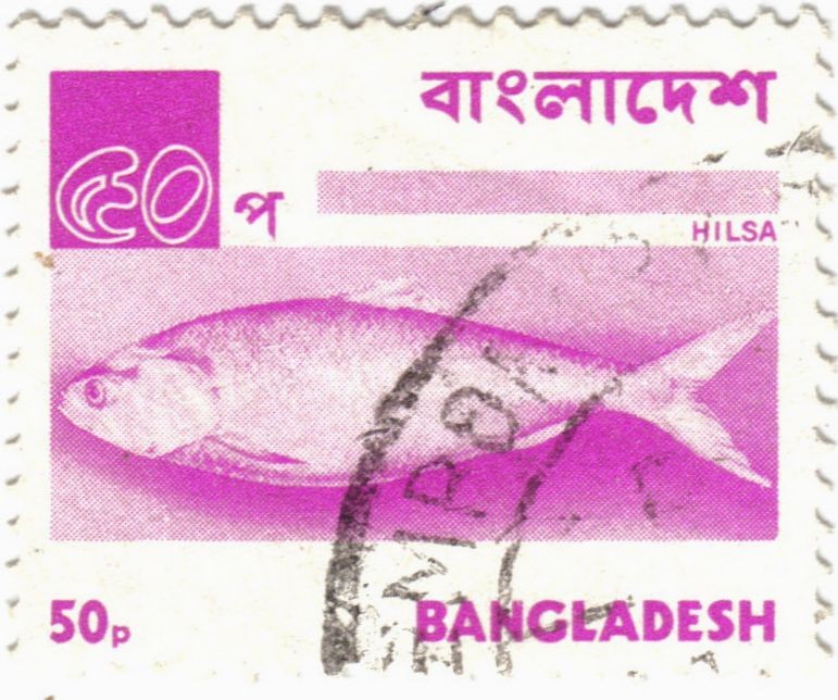 Hilsa, el pez nacional de Bangladesh