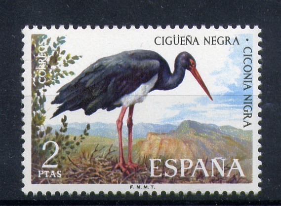 Cigüeña negra