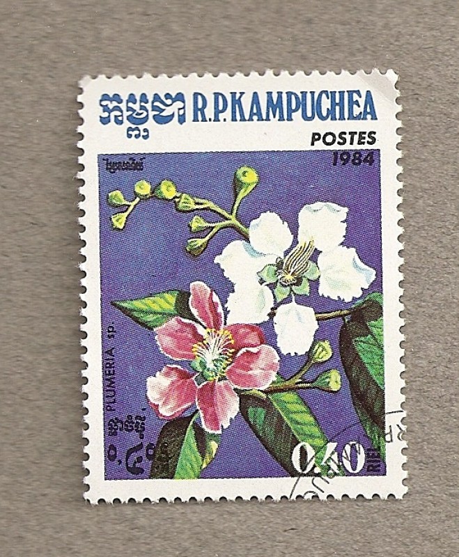Flor Plumeria spp