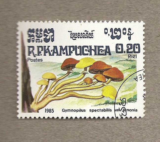Hongo Gymnopilus spctabilis