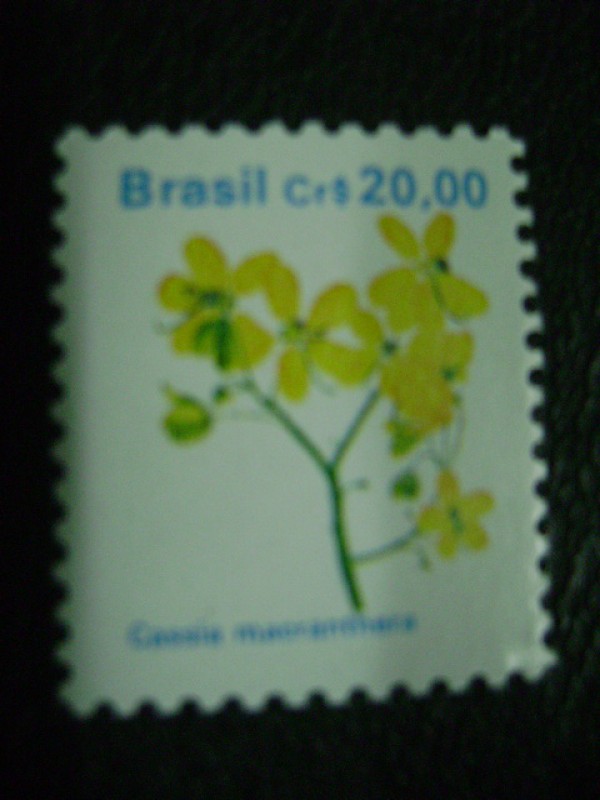 cassia macranthera