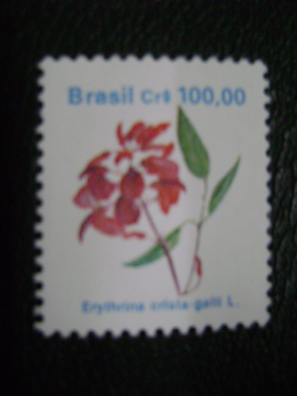 erythrina crista-galli