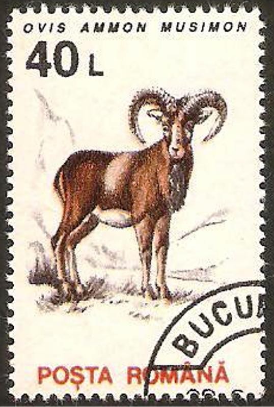 4099 - fauna, muflon europeo