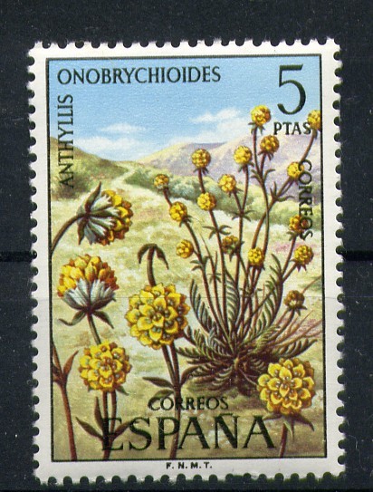 Anthyllis Onobrychioides