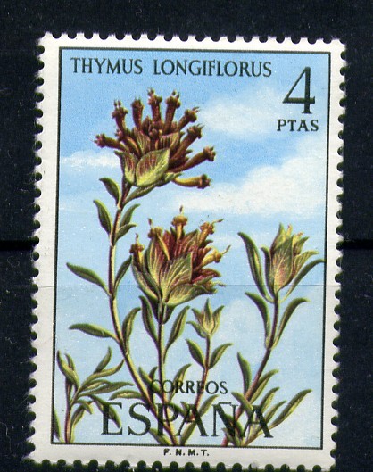 Thymus Longiflorus