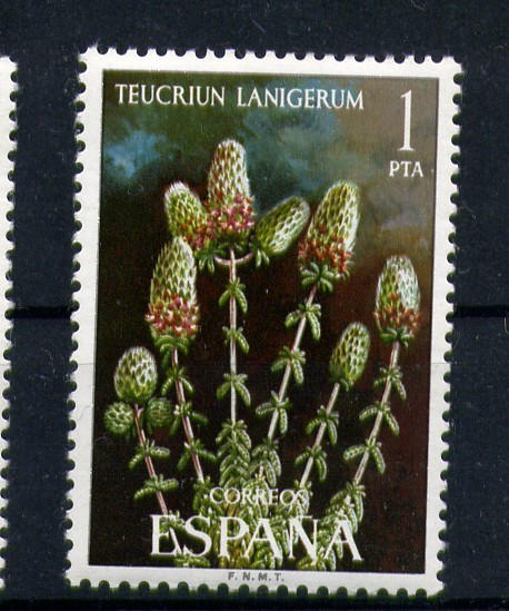 Teucriun Lanigerum