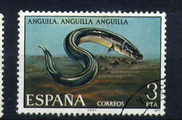 Anguila