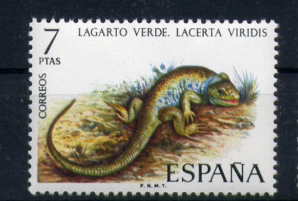 Lagarto verde