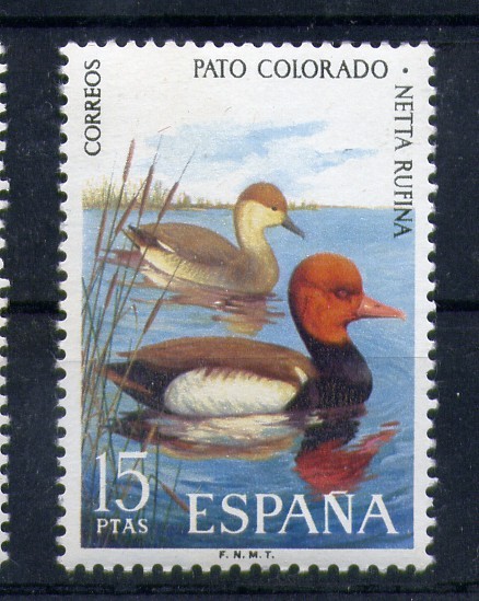 Pato colorado
