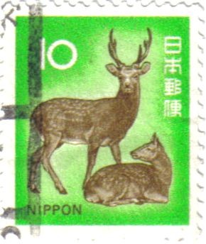 El ciervo sica (Cervus nippon)
