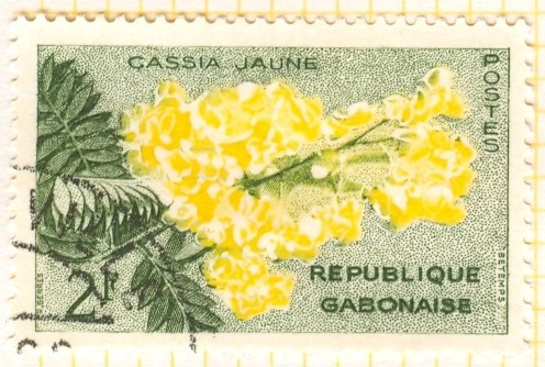 Cassia