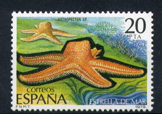 Estrella de mar